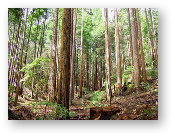 Redwood Forest